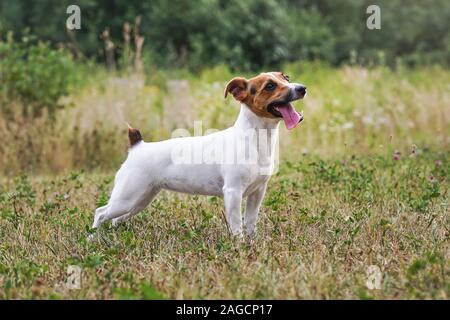 Jack Russell Terrier stehend auf Gras Wiese, ihr die Zunge heraus, - Warten, ob der Ball geworfen zu werden. Ansicht von der Seite Stockfoto