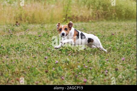 Kleine Jack Russell Terrier über grüne Wiese nach geworfen, Kugel, Springen, ihre Beine in die Luft, Blick in die Kamera Stockfoto