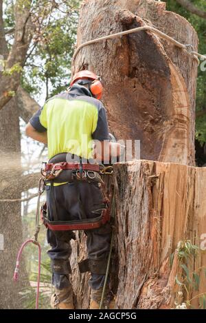 Ein Baumwimper mit Ausrüstung um die Taille, trägt hochvisige PSA und sägt einen großen Schwarzbutt-Eukalyptusbaum in Sydney, Australien Stockfoto