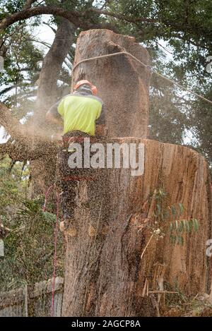 Ein Baumwimper mit Ausrüstung um die Taille, trägt hochvisige PSA und sägt einen großen Schwarzbutt-Eukalyptusbaum in Sydney, Australien Stockfoto