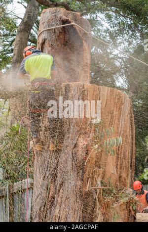 Ein Baumwimper mit Ausrüstung um die Taille, trägt hochvisige PSA und sägt einen großen Schwarzbutt-Eukalyptusbaum in Sydney, Australien Stockfoto