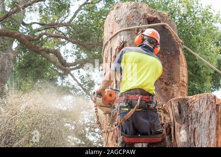 Ein Baumwimper mit Ausrüstung um die Taille, trägt hochvisige PSA und sägt einen großen Schwarzbutt-Eukalyptusbaum in Sydney, Australien Stockfoto