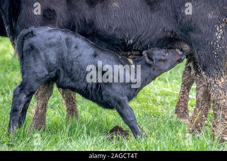 Ein Kalb von seiner Mutter, Monkton, Maryland, USA Stockfoto
