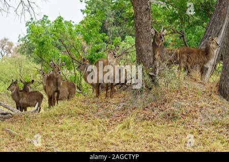 Herde iberischer Wildziegen, die auf einem Hügel herumwandern In der Nähe von Bäumen im Wald Stockfoto