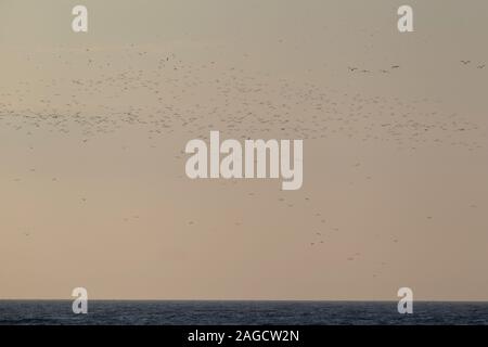 Eine riesige Herde von weniger Schwarz-backed Möwen (Larus fuscus Intermedius) an der Deutschen Nordsee Stockfoto