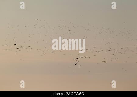 Eine riesige Herde von weniger Schwarz-backed Möwen (Larus fuscus Intermedius) an der Deutschen Nordsee Stockfoto