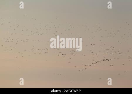 Eine riesige Herde von weniger Schwarz-backed Möwen (Larus fuscus Intermedius) an der Deutschen Nordsee Stockfoto