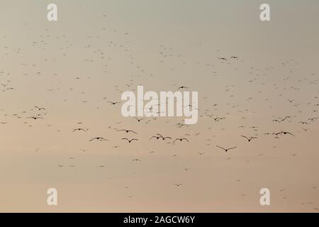 Eine riesige Herde von weniger Schwarz-backed Möwen (Larus fuscus Intermedius) an der Deutschen Nordsee Stockfoto