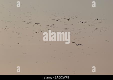 Eine riesige Herde von weniger Schwarz-backed Möwen (Larus fuscus Intermedius) an der Deutschen Nordsee Stockfoto