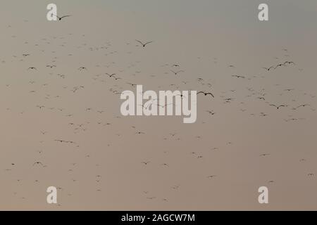 Eine riesige Herde von weniger Schwarz-backed Möwen (Larus fuscus Intermedius) an der Deutschen Nordsee Stockfoto