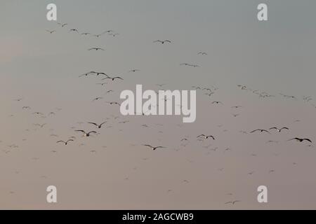 Eine riesige Herde von weniger Schwarz-backed Möwen (Larus fuscus Intermedius) an der Deutschen Nordsee Stockfoto