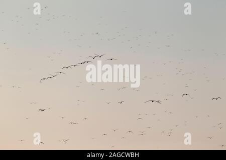 Eine riesige Herde von weniger Schwarz-backed Möwen (Larus fuscus Intermedius) an der Deutschen Nordsee Stockfoto