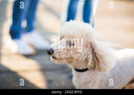 Cute weißen flauschigen Standard Pudel mit einem verschwommenen Hintergrund Stockfoto