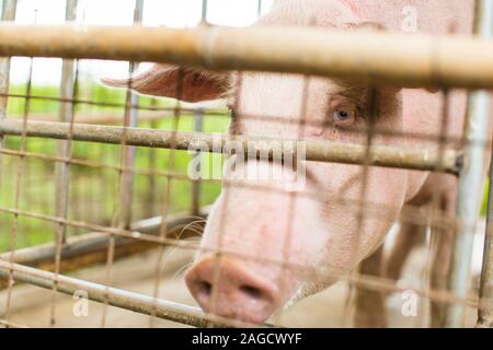 Nahaufnahme eines Schweins in einem Käfig in einem Farm - Tierschutzkonzept Stockfoto