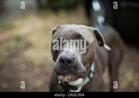 Nahaufnahme eines braunen Staffordshire Bullterrier Hundes auf Ein unscharfer Hintergrund Stockfoto