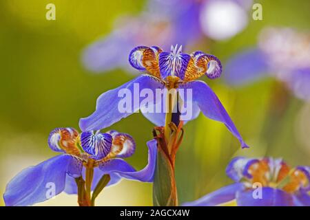 Blue Iris Pflanze Blumen Stockfoto