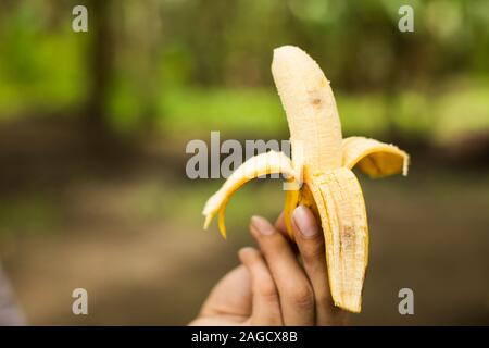 Person, die eine halbgeschälte Banane auf einem unscharfen Hintergrund hält Stockfoto