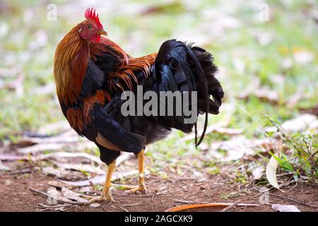 Bunte Hahn in Hawaii Stockfoto