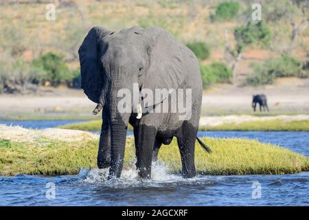 Jungstier Elefant (Loxodonta Africana) im flachen Wasser am Ufer des Chobe River in den Chobe National Park, Botswana, Südafrika Stockfoto