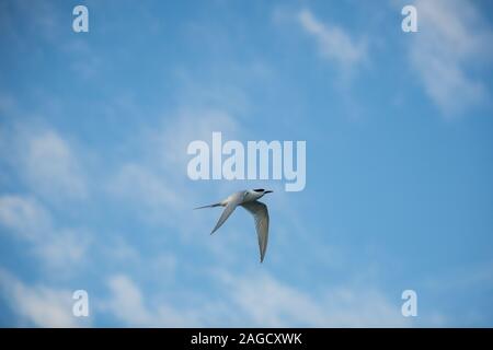 Low-Angle-Aufnahme einer weißen europäischen Heringsmöwe, die fliegt Unter dem schönen Himmel - Freiheitskonzept Stockfoto