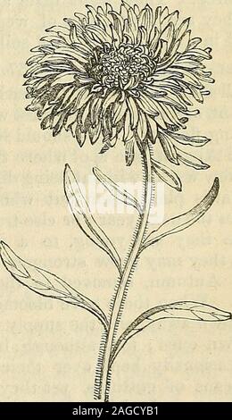 . Die Annalen der Gartenbau und Year-Book Informationen über praktische Gartenarbeit. Zwerg Lupin. Die Farben sind die verschiedenen; es gibt nicht nur alle Schattierungen von Rot und Blau, die beide vyhich Erscheinen mit Weiß gemischt, aber das Weiß ist einzeln mit allen Farben gemischt; so dass die. China Aster. Herbst Garten ist verpflichtet, diese Blume Foren viel seine Fröhlichkeit und brillante Wirkung. Die Deutschen viele Sorten, die unter dem Namen Germanasters verkauft werden angehoben haben, und die eingeführten Ölsaaten allgemein 362 GARTENARBEIT FÜR KINDER. produzieren sehr feine Sorten. Ich habe selectedfor sie einige der am meisten ausgeprägten Stockfoto