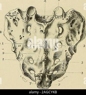 . "Traité d'anatomie humaine: beschreibende Anatomie, Histologie, Développement. nt en Dehors continués par Co OSTEOLOGIE des gouttières transversales qui logent les branches antérieures des nerfs sacrés. Chacun de ces trous est séparé de son Voisin, supérieur ou inférieur, par unecloison mehr oder weniger große et mehr oder weniger saillante, sur laquelle Les faisceaux viennentsinsérer dorigine du Muskel pyramidal. Respectif le développement des Cinq pièces sacrées Nest pas le même pourtoutes. Chez la Femme, où le Sacrum acquiert, à Ursache des accouchements, uneimportance toute particulière, la première Stockfoto