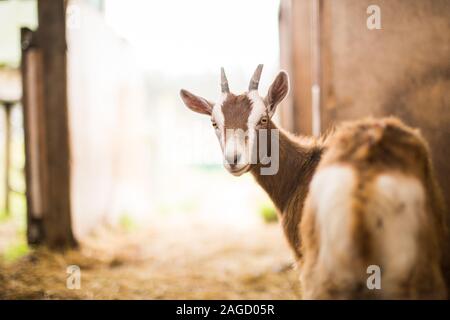 Baby braune Ziege in einem Bauernhof in der Nähe eines Betons Wand Stockfoto