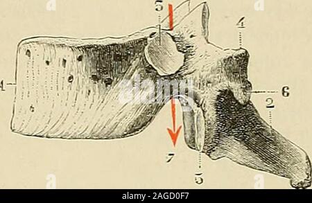 . "Traité d'anatomie humaine: beschreibende Anatomie, Histologie, Développement. Ui numériquement entsprechen. Dautre teil, auf distinguera facilement La douzième vertèbre laonzième dorsale de, en ce que les apophyses articulaires inférieures de cette vertèbre, iden-tiques de Cela avec Les apophyses articulaires inférieures des vertèbres lombaires, sind convexes regardent et en Dehors, celles des vertèbres dorsales étant planeset regardant En Avant. La douzième vertèbre dorsale Encore se pourra à reconnaître laspect de Sohn ANATOMIE HUMAINE. 58 OSTEOLOGIE apophyse quer. Cette apophyse, en Effe Stockfoto