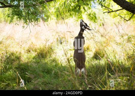 Braune Ziege in einem grasbewachsenen Feld auf den Hinterfüßen stehend Essen von Baumblättern Stockfoto