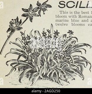 . Zwiebeln und Samen: Herbst 1899. rast mit dem Snowdropand Crocus. 2 Cent; 1^5 Cent perdozen: $ 1,00 pro lOO, Postpaid. Die ersten Schneeglöckchen die Wege-botschaftsstrategie Frühling ankündigen, trotzt der Kälte und Heben - SCILLA SIBERICA. ing seine kleinen weißen Blüten lange zu sehen, bevor der Schnee verschwunden ist und wenn keine andere Zeichen des pflanzlichen Lebens erscheint. Die Flow-v er ist schön, und ist für seine so früh. Sie sollten in den Betten gepflanzt werden, an der Grenze oder in Klumpen in der offenen Wiese, und jede Menge harte Behandlung ertragen; noch keine Blume besser zahlt Pflege und Aufmerksamkeit. Pla Stockfoto