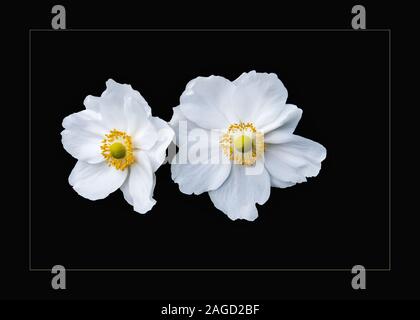 Ein Paar seidig weiße Rosen mit großen Blättern auf einem Schwarzer Hintergrund Stockfoto