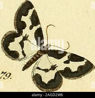 . Sammlung europäischer Schmetterlinge, errichtet von Jakob Hner in Augsburg. Stockfoto