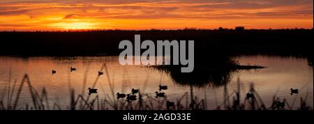 Herde von Enten schwimmen auf einem ruhigen See bei Sonnenuntergang. Stockfoto