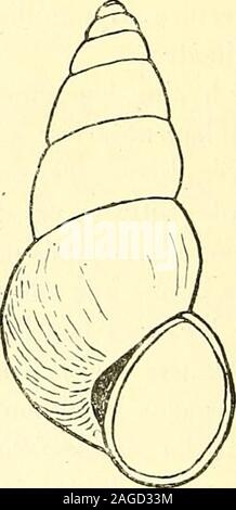 . Bulletin du Muséum national d'histoire naturelle. Fis. 1. - Bythinelîa Dantani Germain. Lac de Ghoum, près de Téhéran (PERSE). - X I° - letzte Tour Grand, Bien arrondi Convex, légèrement ventru dans sa partiemédiane, un peu plus Petit que la Demi-Hauteur; Sommet obtus; Nähte (1) Voir le Bulletin du Muséum dhistoire naturelle Paria, XVII, ich g11, n°i, S. 1). 27, n° a, S. 63, et n° 3, S. 1/10. - 329 - "très légèrement marquées, bauchmuskel: Ouverture Oblique, ovalaire - oblongue, légèrement anguleuse en haut, largement arrondie en Bas et extérieure, sensiblement ça au Tiers de la hauteur total Stockfoto