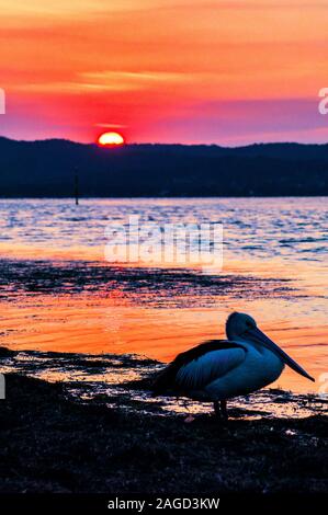 Vertikale Aufnahme eines Silberreiher, der am Meer sitzt Mit dem Sonnenuntergang im Hintergrund Stockfoto