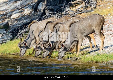 Gruppe männlicher Mehr Kudu (Tragelaphus strepsiceros) Alkoholkonsum am Rand des Chobe River in den Chobe National Park, Botswana, Südafrika Stockfoto