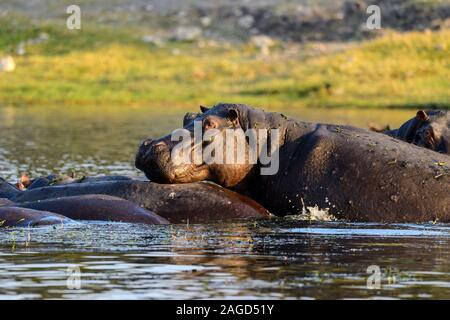 Flusspferd (Hippopotamus amphibius) in die Untiefen des Chobe River Suhlen in Chobe National Park, Botswana, Südafrika Stockfoto