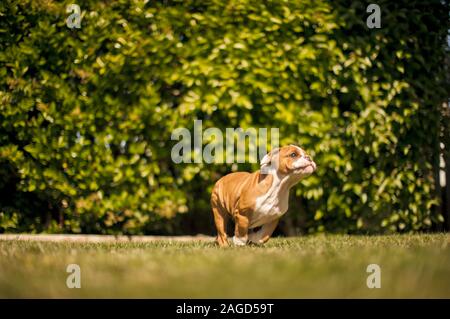 Hund läuft in den Hinterhof. Stockfoto