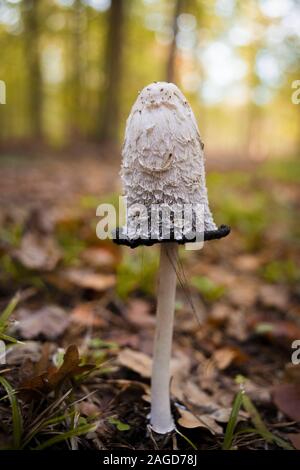 Nahaufnahme eines weißen Stinkhorns in einem Wald umgeben von Trockene Blätter mit verschwommenem Hintergrund Stockfoto