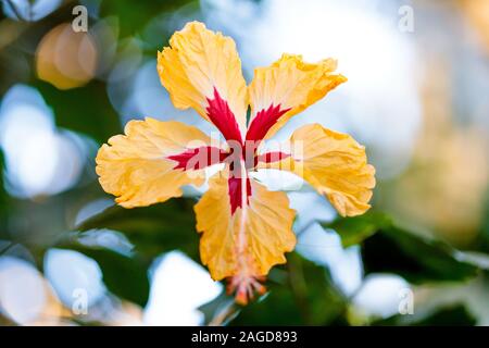 Nahaufnahme einer wunderschönen Hibiskusblüte Hawaiis mit einem Unscharfer Hintergrund Stockfoto