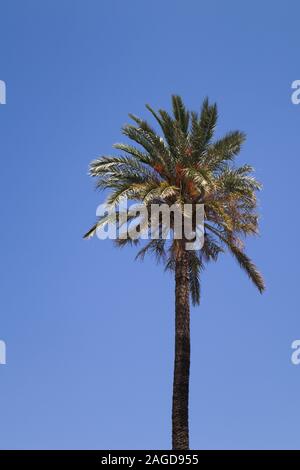 Foto von einem sehr hohen Palme gebadet im Sommer Sonne und der blaue Himmel getrimmt, so dass ein Raum Texte hinzufügen, kopieren Raum Stockfoto
