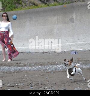 Eine glückliche Weiß und Tan Jack Russell Hund läuft ein Ball am Strand zu fangen; eine modische junge Dame Uhren im Hintergrund Stockfoto