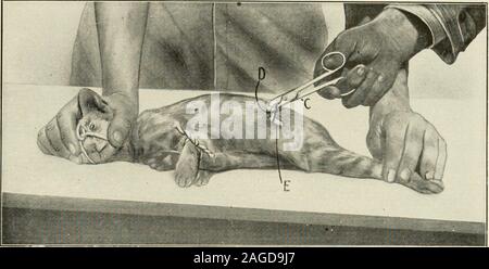 . Tier Kastration: ein Buch für Studenten und Praktiker. Abb. 198-Katze gebunden und in der richtigen Position für die Flanke Spaying. Ein, das Anschneiden; B, Beine ICH^^ zusammen gemischt. Tier Kastration 217. Abb. 199-Cat Spaying (Flanke). E, Emasculator; D, Eierstock; F, Bauchschnitt. Stockfoto