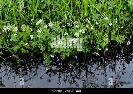 Blühende Kresse Blumen neben der Creek, (Kapuzinerkresse officinale), Oberbayern, Deutschland, Europa. Stockfoto