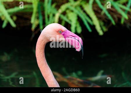 Nahaufnahme eines rosa Flamingos auf unscharfem Hintergrund Stockfoto