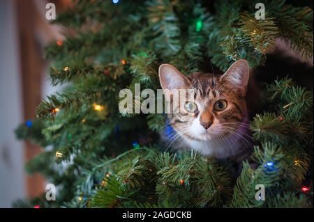 Niedliche Katze, die von hinten aus einem Weihnachtsfest guckt Baum mit Lichtern Stockfoto