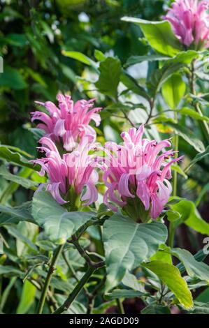 "Justicia Dryas (Kings Crown). Eine immergrüne Staude Strauch, hat rosa Blumen im Sommer und im Herbst und ist frostbeständig Angebot. Stockfoto