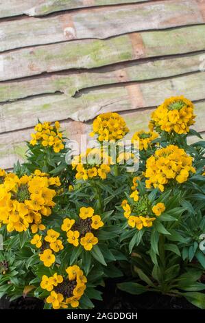 Erysimum Moonlight eine Matte, die gelb blühenden immergrünen Stauden, Blumen im späten Frühling und Frühsommer und vollkommen winterhart ist. Stockfoto