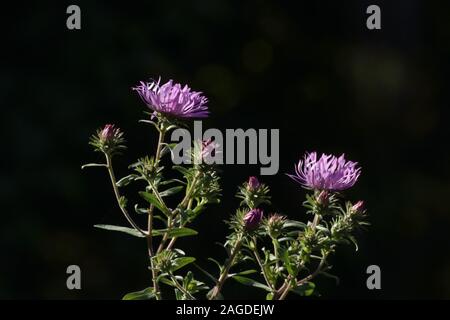 Selective focus shot of purple Cirsium vulgare growing in the middle of a field during nighttime Stockfoto