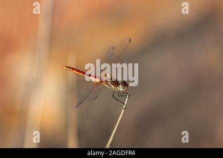 Eine rote Libelle, deren wissenschaftliche Name ist Sympetrum striolatum auf einem hohen Gras in der Mitte des Bildes thront, ist der Hintergrund in Ockerfarben u Stockfoto